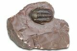 Inflated Proetid Trilobite - Jorf, Morocco #362850-2
